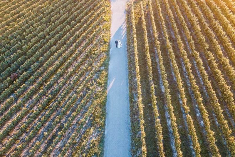 Hochzeitsfotograf Karlsruhe Weinreben